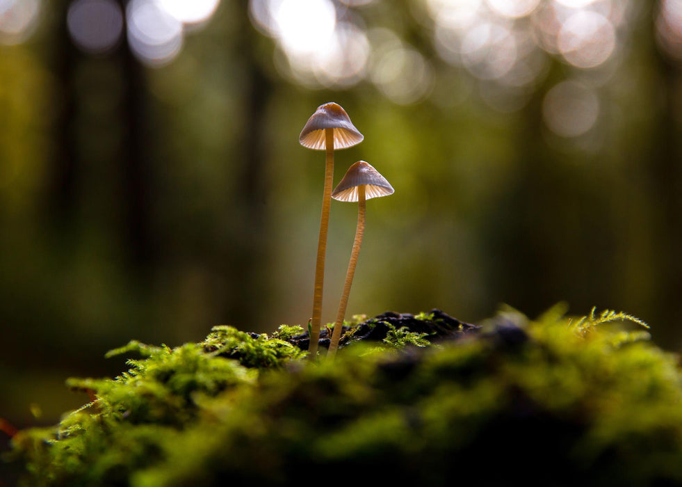 Tempered Glass With Foil - Mushrooms - Green