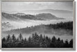 Misty Pine Veil - 32" x 47" Framed Wall Art - Gray - Albert's Furniture (Wayne, MI)