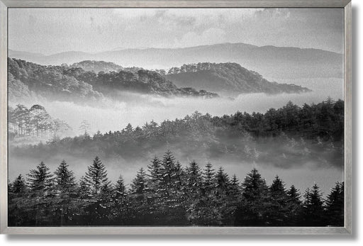 Misty Pine Veil - 32" x 47" Framed Wall Art - Gray - Albert's Furniture (Wayne, MI)