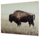 Brutus - Wall Art - Sepia - Albert's Furniture (Wayne, MI)