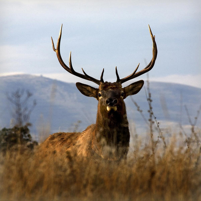 Big Elk Charlo By Danita Delimont (Small) - Light Brown