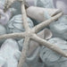 Seashells In I By Susan Bryant (Framed Small) - Gray - Albert's Furniture (Wayne, MI)